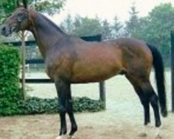 stallion Robin des Bruyères (Selle Français, 1983, from Night and Day xx)