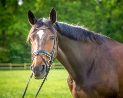 broodmare Lady Luna (Westphalian, 2003, from Laureus NRW)