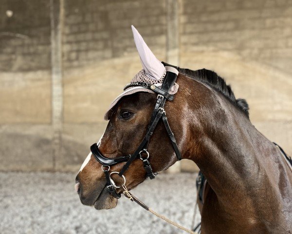 horse Nobel Dancer A (German Riding Pony, 2007, from No Mercy 10)