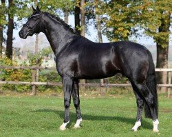 Deckhengst My Romance VRB (KWPN (Niederländisches Warmblut),  , von For Romance I)