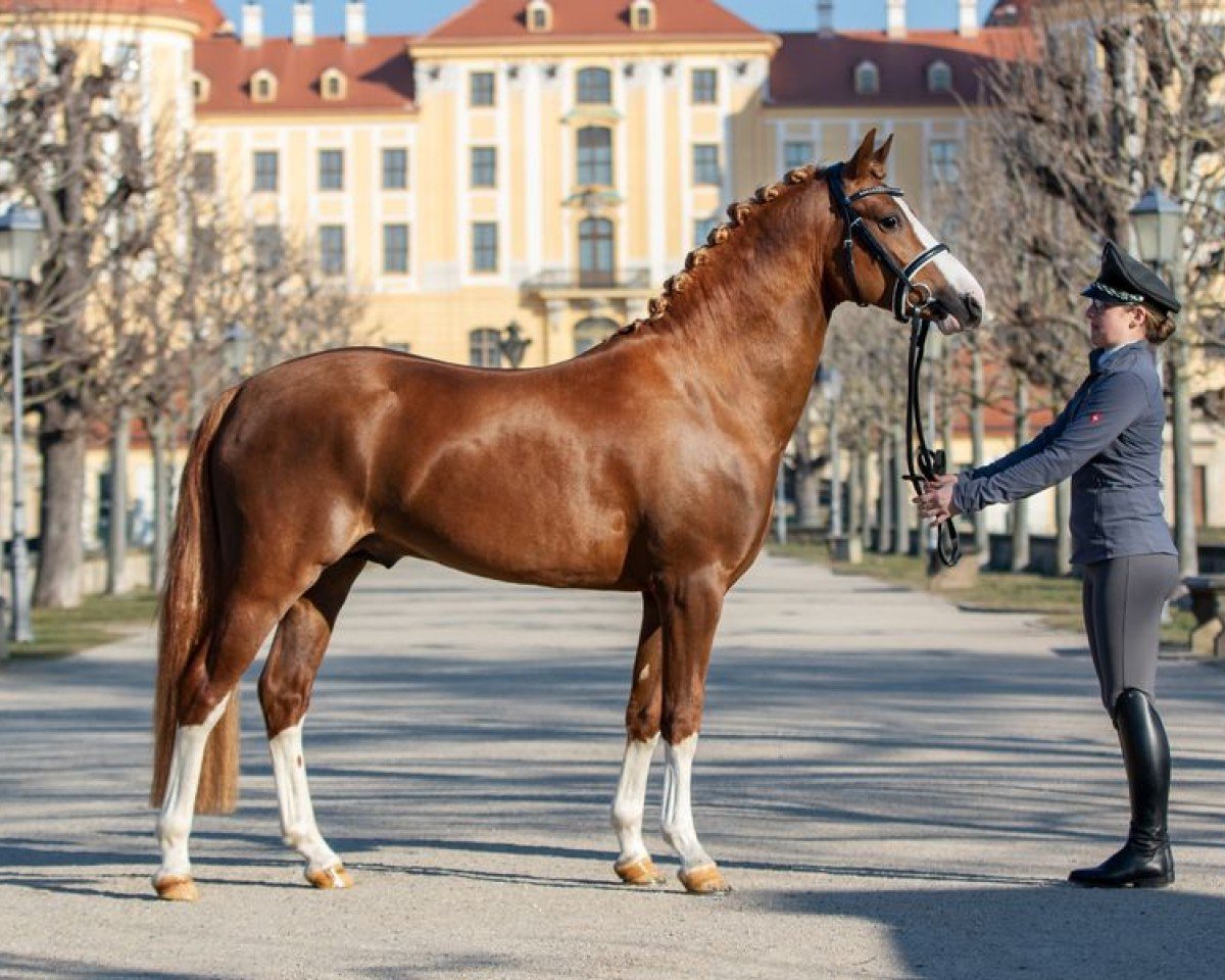 stallion Der Kleine Leonardo (German Riding Pony, 2018, from Dreidimensional AT NRW)