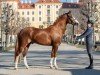 Deckhengst Der Kleine Leonardo (Deutsches Reitpony, 2018, von Dreidimensional AT NRW)