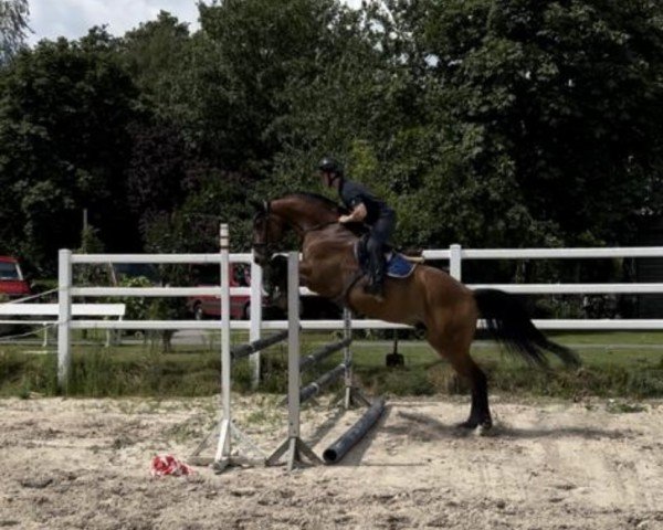 dressage horse Baron's boy 3 (Hanoverian, 2018, from Baron)