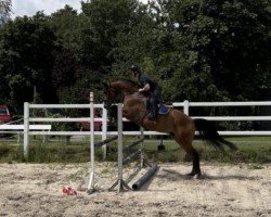 dressage horse Baron's boy 3 (Hanoverian, 2018, from Blue Hors Baron)