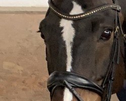 dressage horse Davino 35 (Hanoverian, 2013, from Don Diamond)