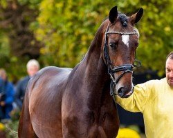 dressage horse Deluxe 37 (Hanoverian, 2020, from Da Costa)