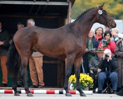 horse Abendwind (Trakehner, 2012, from Lossow)