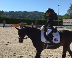 dressage horse Benetton 29 (German Riding Pony, 2000)