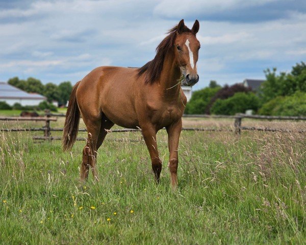 dressage horse Dancing Rosie (Westphalian, 2023, from Dynamic Dream)