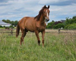 dressage horse Dancing Rosie (Westphalian, 2023, from Dynamic Dream)