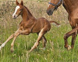 foal by Escantara (Hanoverian, 2024, from Escanto PS OLD)