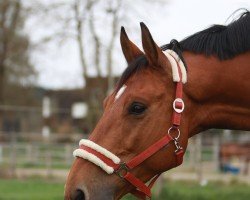 jumper Golix de Lieffroy (Selle Français, 2016, from Thunder Gesmeray)