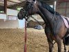 dressage horse Fabina 11 (Westphalian, 2017, from For Dance)