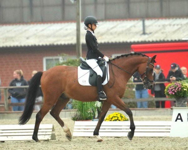 Dressurpferd Don Dornado (Deutsches Reitpony, 2014, von Palolo Kid)