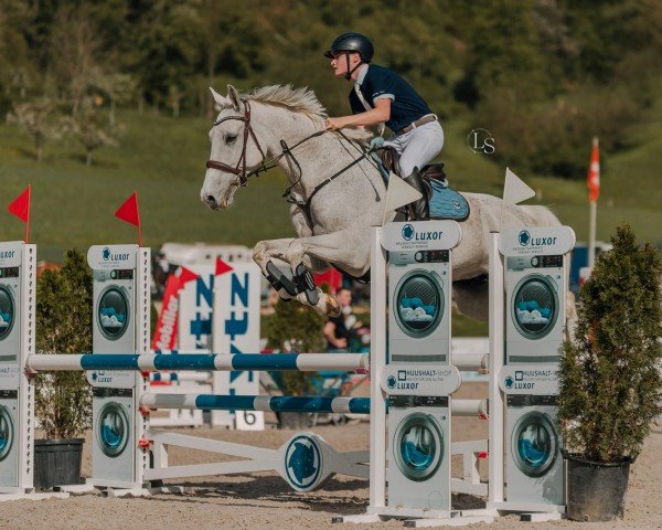 jumper Heartbreak Pearl CH (Swiss Warmblood, 2009, from Heartbreaker)