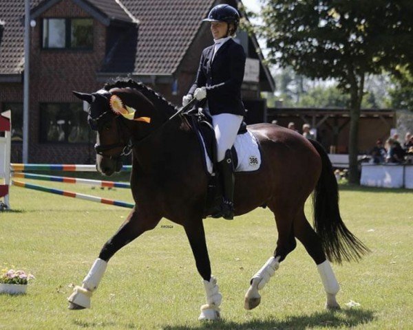 dressage horse Zuckero (Westphalian, 2018, from Zoom)