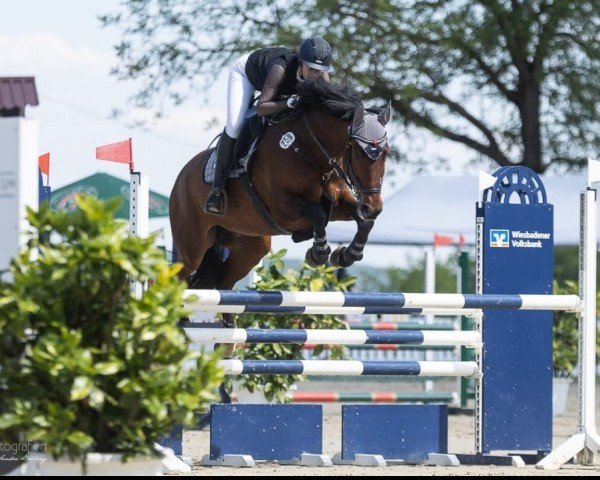 Springpferd Valverde Wd (Deutsches Sportpferd, 2014, von Valentino)