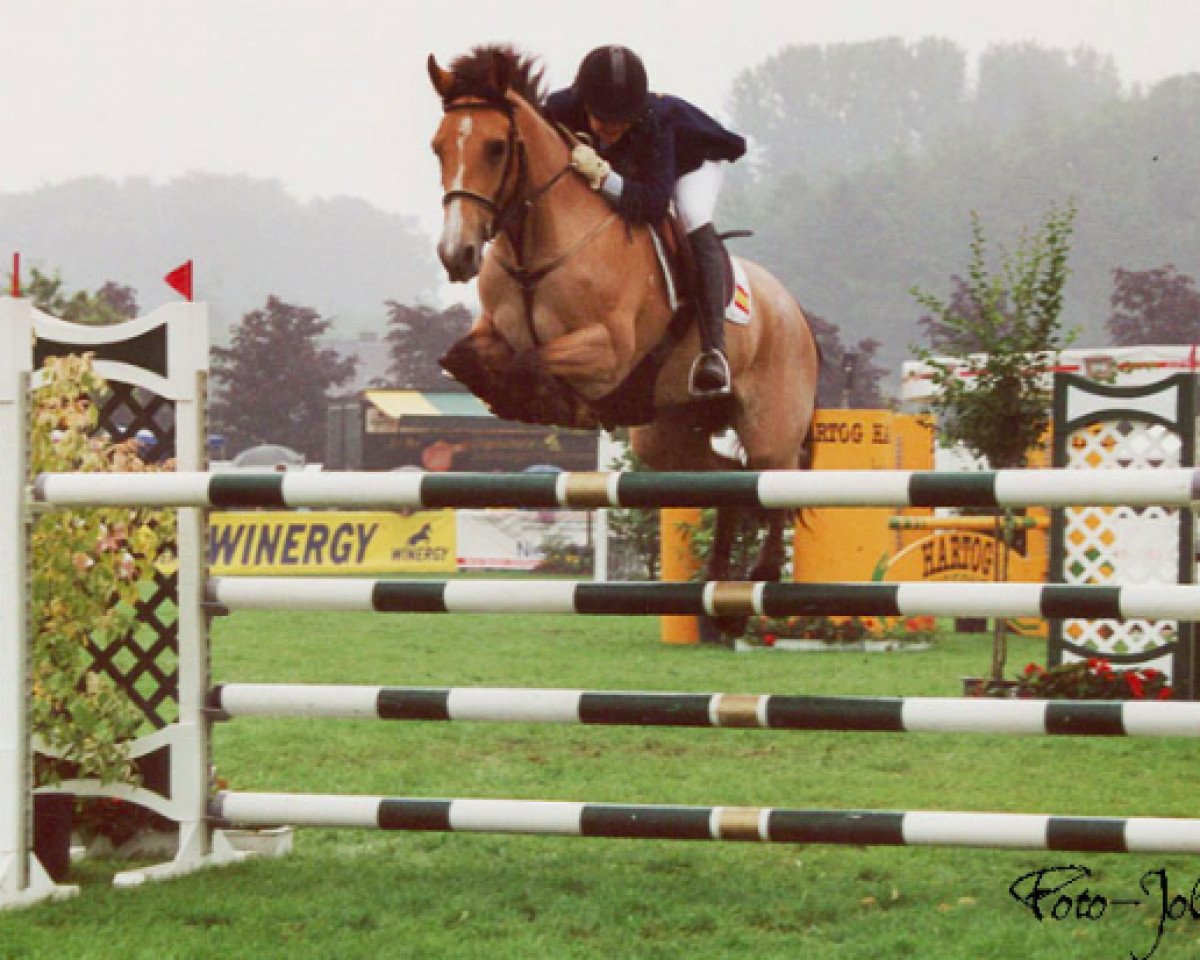 Zuchtstute Sparkling Golden Lady (Irish Sport Horse, 1991, von Ashfield Bobby Sparrow)