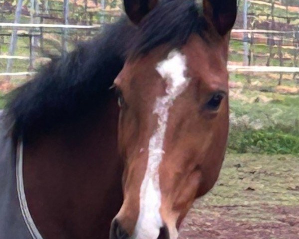 broodmare Anny 46 (German Sport Horse, 2013, from Askari)