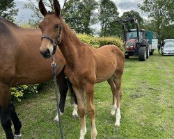 dressage horse Frieda (Westphalian, 2023, from Fusionist)