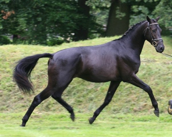 dressage horse Feiner Zar (Trakehner, 2006, from Distelzar)