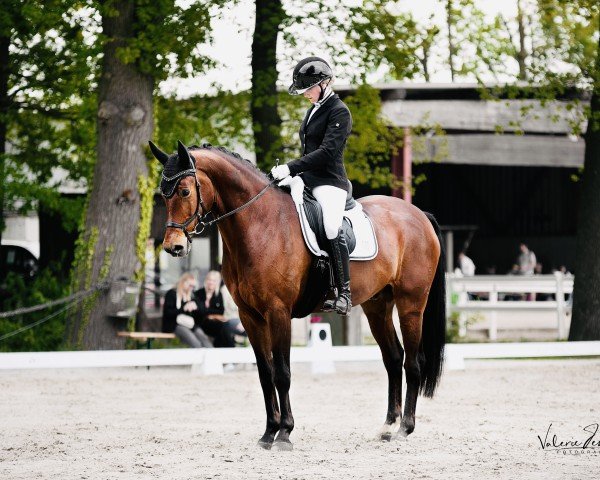 dressage horse First Class 106 (Oldenburg, 2014, from Blue Hors First Choice)