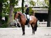 dressage horse First Class 106 (Oldenburg, 2014, from Blue Hors First Choice)