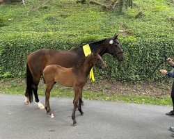 foal by Fjällräven B (Hanoverian, 2024, from Follow Him's Schönweide)