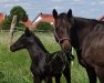 foal by Hengst von Diacontinus / Belmundo xx (Hanoverian, 2024, from Diacontinus)