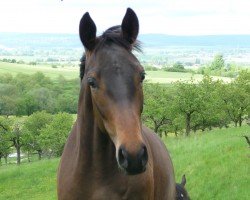 broodmare Bijou (Hanoverian, 2012, from Belmundo xx)