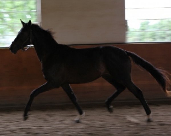 dressage horse Ferrero Krokant (Trakehner, 2008, from Krokant)