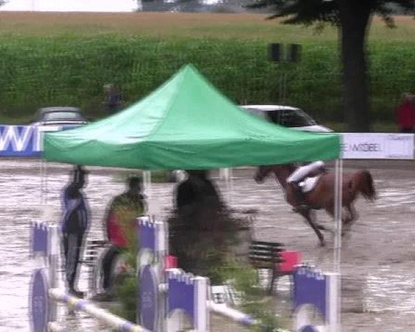 Reit- und Springturnier des LRFV Recklinghausen e.V. vom 23.-26.08.2012
