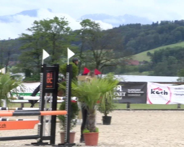 Reitturnier Hitzkirch 2024