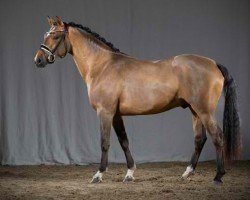 dressage horse Dark Date AT (German Riding Pony, 2021, from Debüt AT)