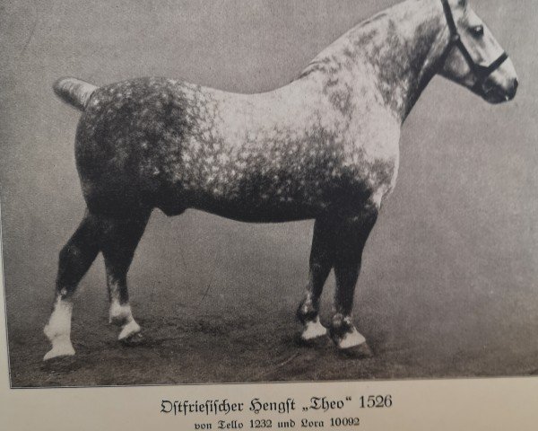 Deckhengst Theo (Alt-Oldenburger / Ostfriesen, 1919, von Tello)