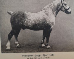 stallion Theo (Alt-Oldenburger / Ostfriesen, 1919, from Tello)