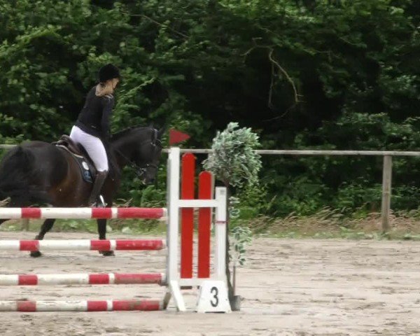 Reitturnier Springe 2024