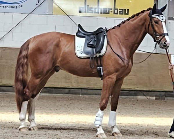 dressage horse Sir Sezimmo (Oldenburg, 2020, from Sezuan)