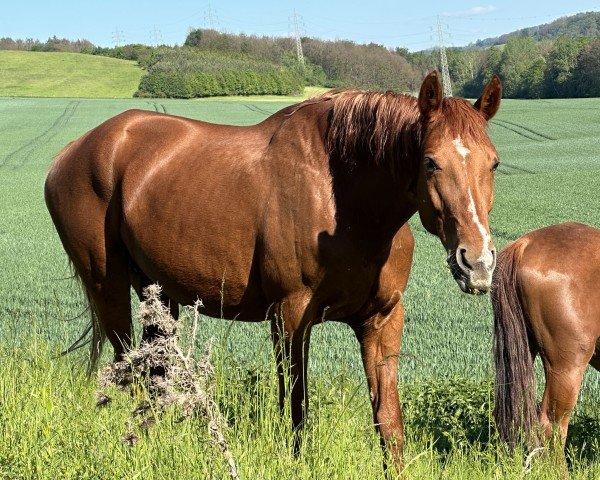 Zuchtstute Royal Sunrise (Oldenburger, 2008, von Royal Dance)