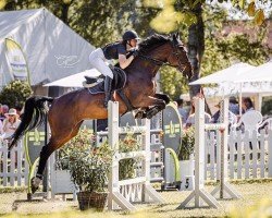 jumper Ibiza 50 (Holsteiner, 2016, from Quibery 3)