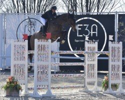 jumper Igor van het Lindebos (Belgian Warmblood, 2008, from Don Quichot)