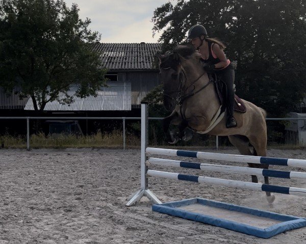 Springpferd Mister Grey 4 (Schwedisches Warmblut, 2013)