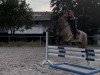 jumper Mister Grey 4 (KWPN (Royal Dutch Sporthorse), 2013)