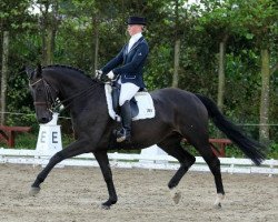 dressage horse Rispe (Hanoverian, 2002, from Rotspon)