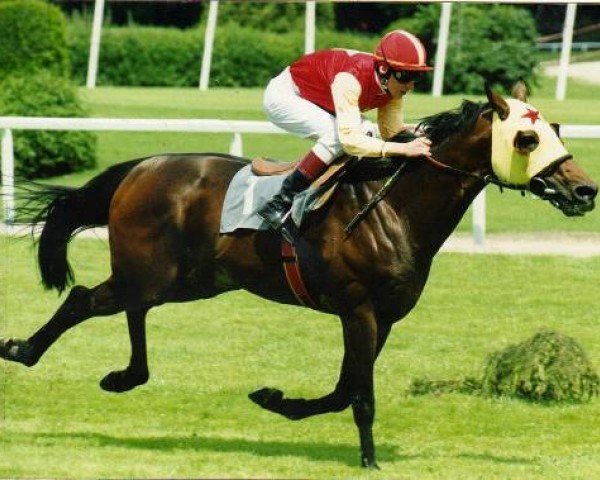 stallion No Dancer xx (Thoroughbred, 1991, from Shareef Dancer xx)