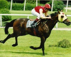 stallion No Dancer xx (Thoroughbred, 1991, from Shareef Dancer xx)