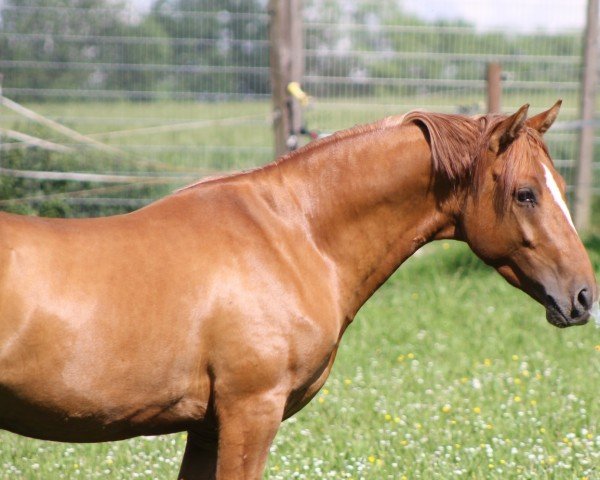 dressage horse Wellerman YS (German Riding Pony, 2021, from FS Don't Worry)