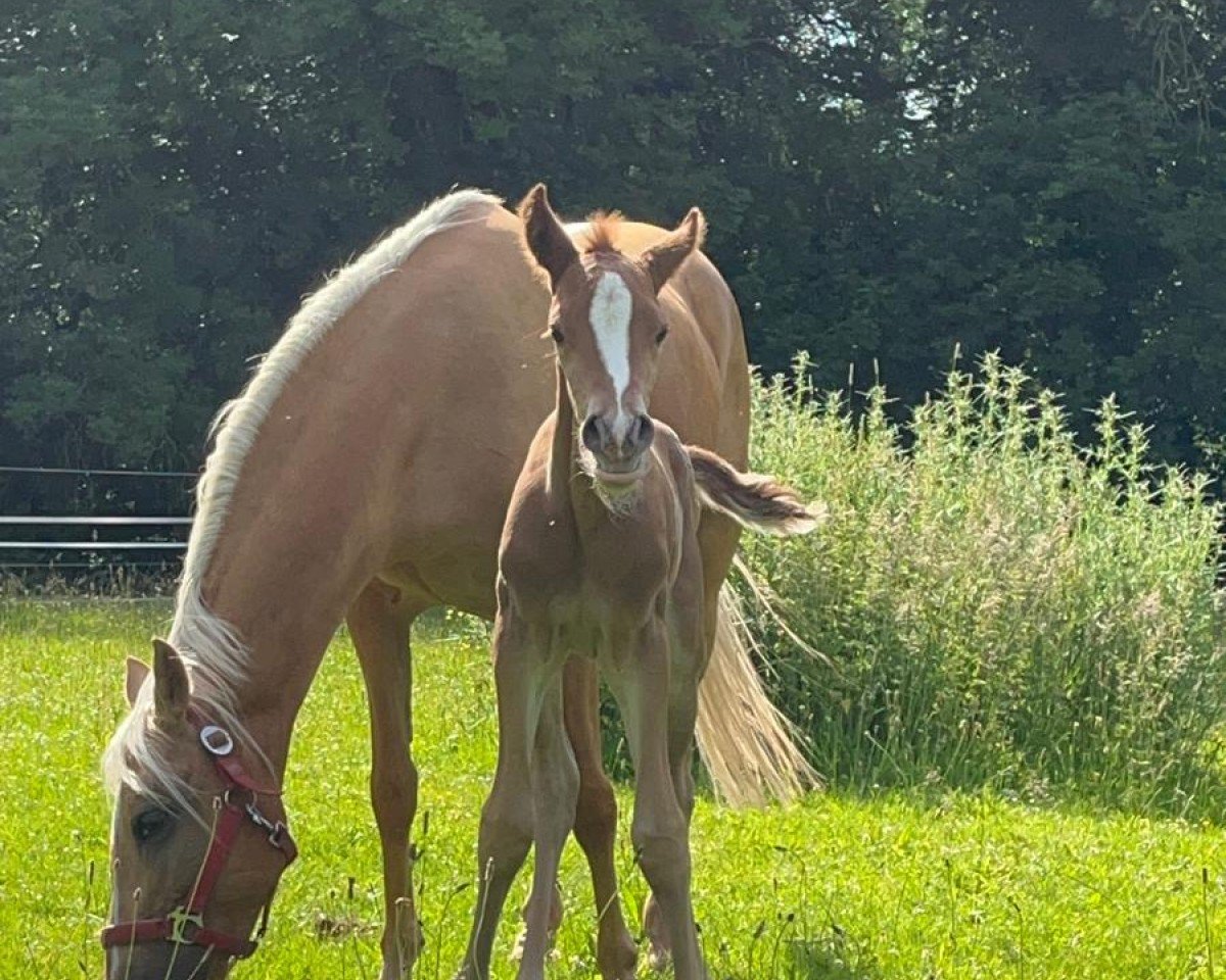 foal by Dallmayr Doppio YS (German Riding Pony, 2024, from Dallmayr K)
