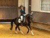 dressage horse Campino 479 (Pony without race description, 2009)