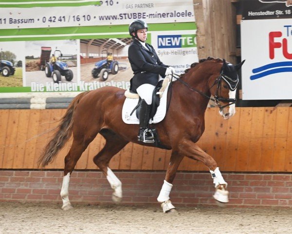 dressage horse Lacoste 160 (Hanoverian, 2016, from Lissaro)